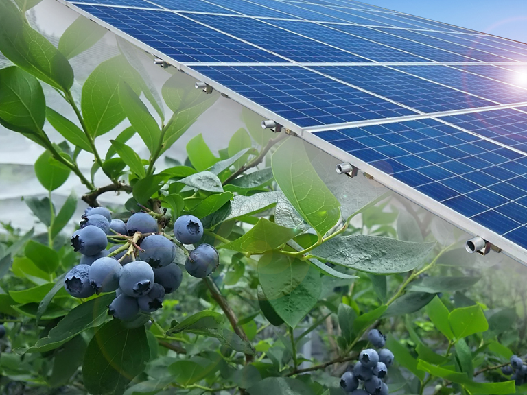 営農型太陽光発電