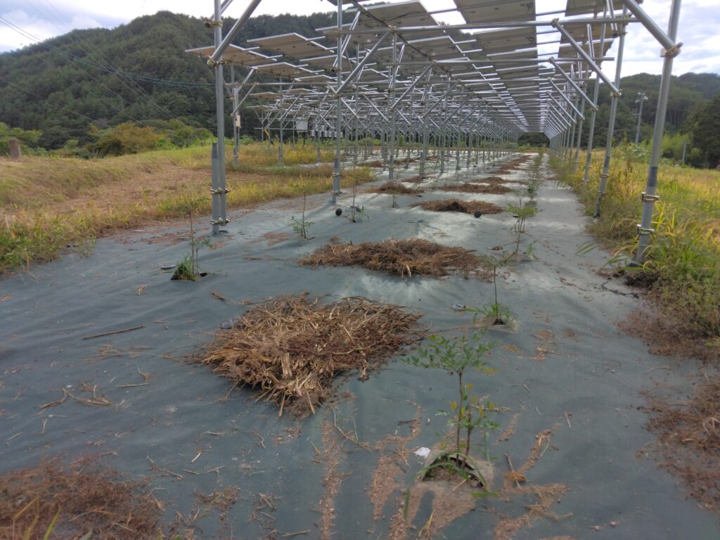 営農型案件３